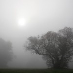 Krivánszky Árpad - Fák ködben