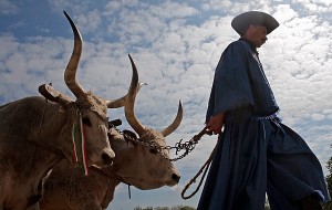 Krivánszky Árpad - Szürkemarhák