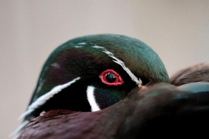 Egy telezoommal a mókustól a repülőgépig