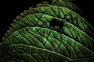 National Awards winners revealed for 2016 Sony World Photography Awards