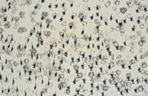 Natura Mirabilis Nature Photography Contest 2026