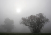 Krivánszky Árpád Krivánszky Árpád - Fák ködben