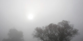 Krivánszky Árpád Krivánszky Árpád - Fák ködben