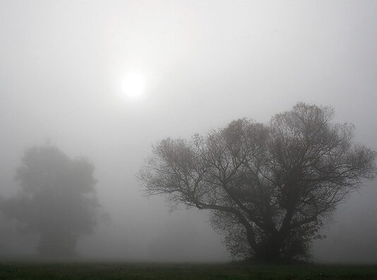 Krivánszky Árpád Krivánszky Árpád - Fák ködben