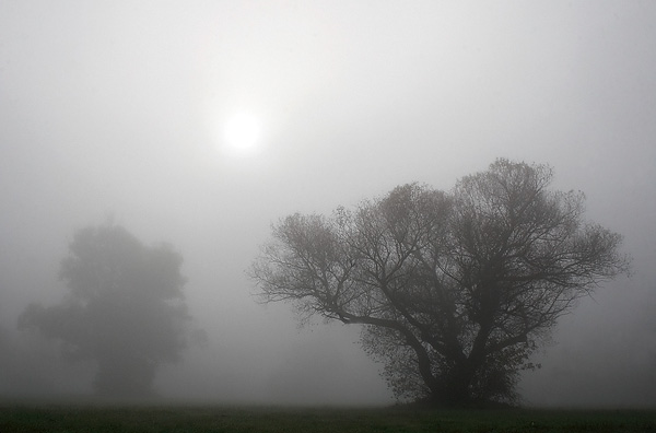 Krivánszky Árpád - Fák ködben