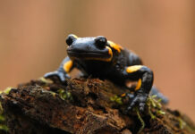 Krivánszky Árpád természetfotó galéria Krivánszky Árpad - Szalamandra