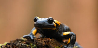 Krivánszky Árpád természetfotó galéria Krivánszky Árpad - Szalamandra