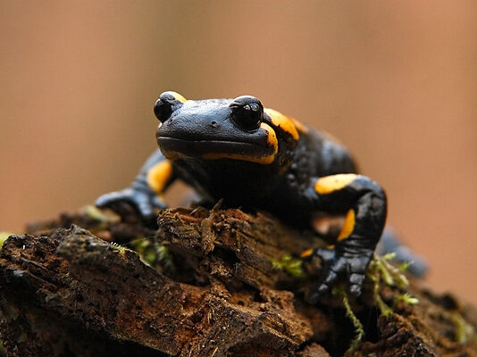 Krivánszky Árpád természetfotó galéria Krivánszky Árpad - Szalamandra