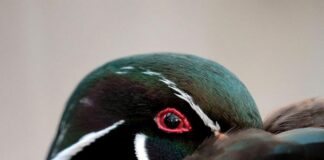 Egy telezoommal a mókustól a repülőgépig Egy telezoommal a mókustól a repülőgépig