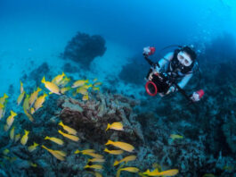 Új Olympus OM-D firmware letöltés Új Olympus OM-D firmware letöltés