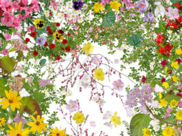 Nikon Photo Contest 2014-2015 eredményhirdetés Katsuhiro Noguchi: Flowers of Fukushima