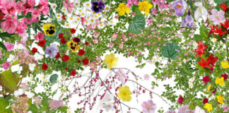 Nikon Photo Contest 2014-2015 eredményhirdetés Katsuhiro Noguchi: Flowers of Fukushima