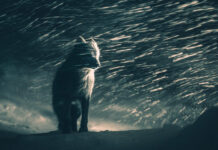 A Sony World Photography Awards kihirdette a 2026-os Nyílt verseny kategóriagyőzteseit és döntőseit TERMÉSZET ÉS VADVILÁG nyertese: Klaus Hellmich (Németország) - Sony World Photography Awards 2026