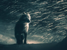 A Sony World Photography Awards kihirdette a 2026-os Nyílt verseny kategóriagyőzteseit és döntőseit TERMÉSZET ÉS VADVILÁG nyertese: Klaus Hellmich (Németország) - Sony World Photography Awards 2026