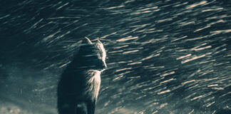 A Sony World Photography Awards kihirdette a 2026-os Nyílt verseny kategóriagyőzteseit és döntőseit TERMÉSZET ÉS VADVILÁG nyertese: Klaus Hellmich (Németország) - Sony World Photography Awards 2026