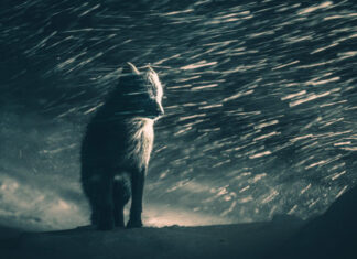 TERMÉSZET ÉS VADVILÁG nyertese: Klaus Hellmich (Németország) - Sony World Photography Awards 2026